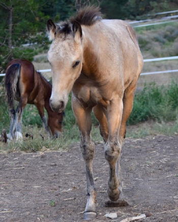 Buckskin Colt